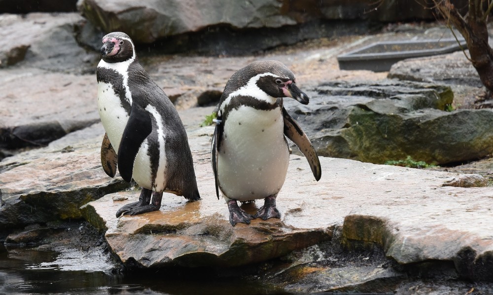 Elternkrieg im Zoo: Schwule Pinguine stehlen lesbischen Artgenossinnen deren Eier