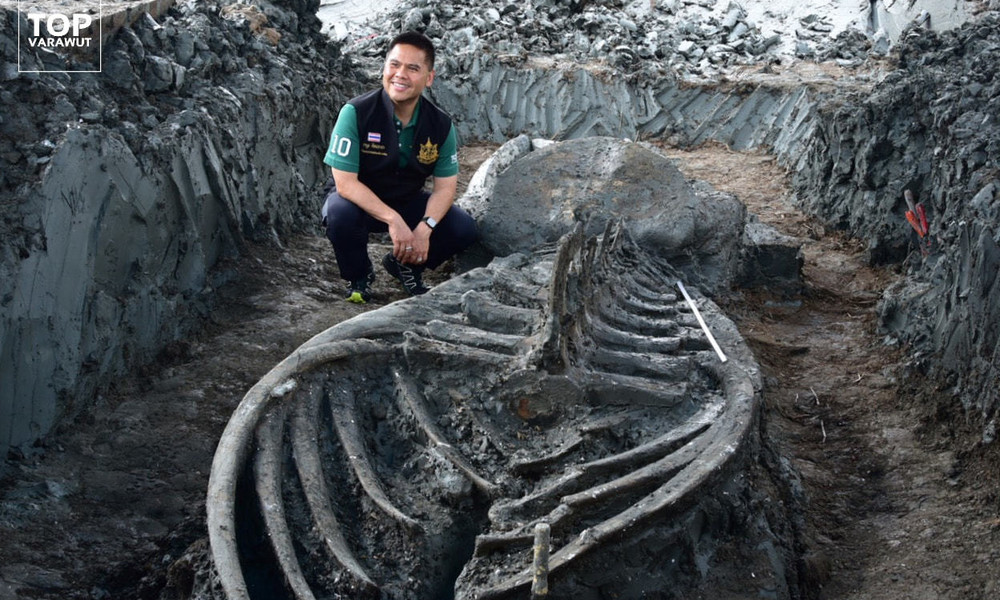 Thailand: Seltenes Walskelett im Idealzustand entdeckt