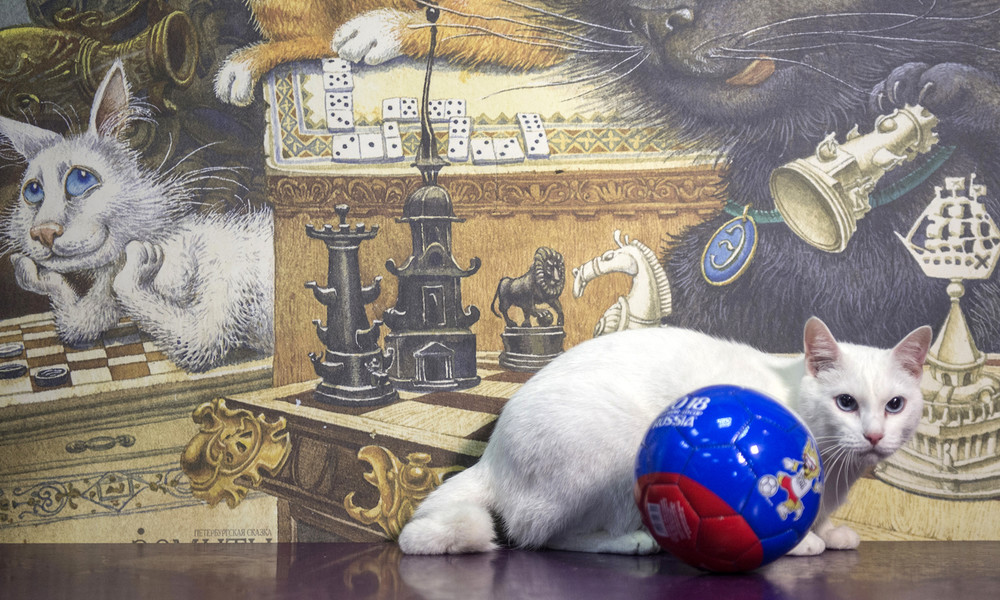 Kuriose Erbschaft: Franzose vermacht Teil seines Vermögens russischen Museumskatzen