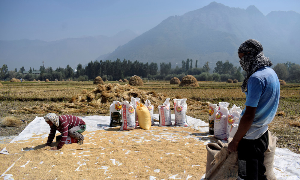 Trotz Handelsstreits: China kauft zum ersten Mal seit mehreren Jahrzehnten wieder indischen Reis