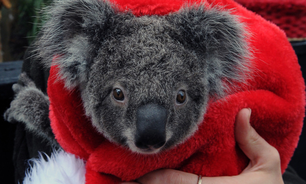 Unerwarteter Gast: Australische Familie findet Koala auf ihrem Weihnachtsbaum