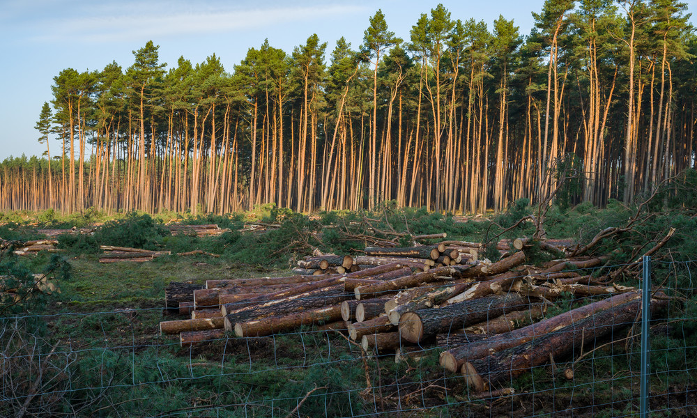 Verwaltungsgericht Frankfurt (Oder): Tesla darf den Wald in Grünheide weiter roden