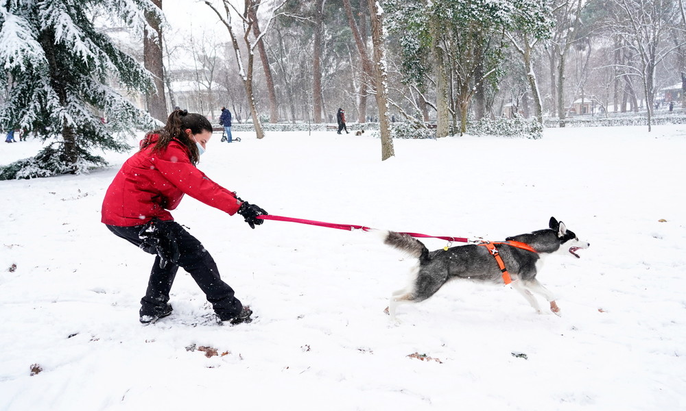 Schneefall legt Madrid lahm – Zeit für Hundeschlitten
