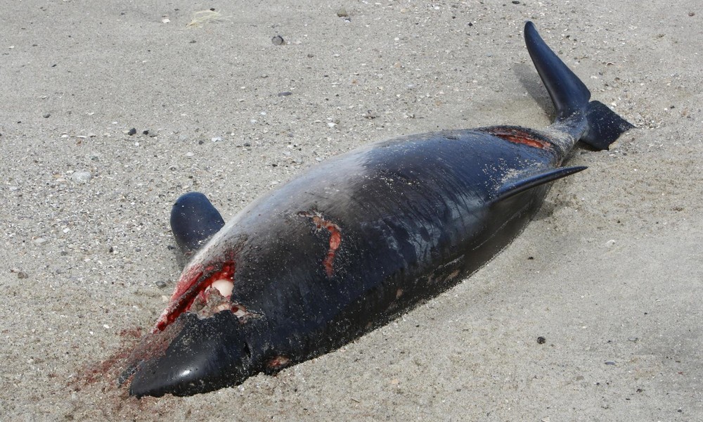 Schweinswale beeinträchtigt durch Offshore-Windanlagen, Fischfang und Sprengungen der Bundesmarine