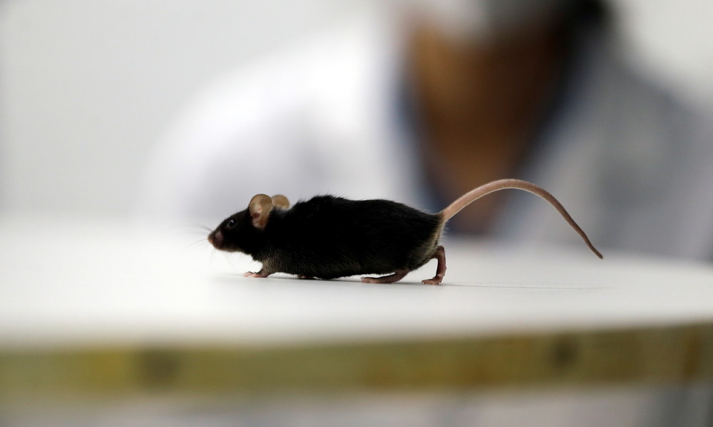 Medizinischer Durchbruch: Deutsche Forscher bringen gelähmte Mäuse wieder zum Laufen