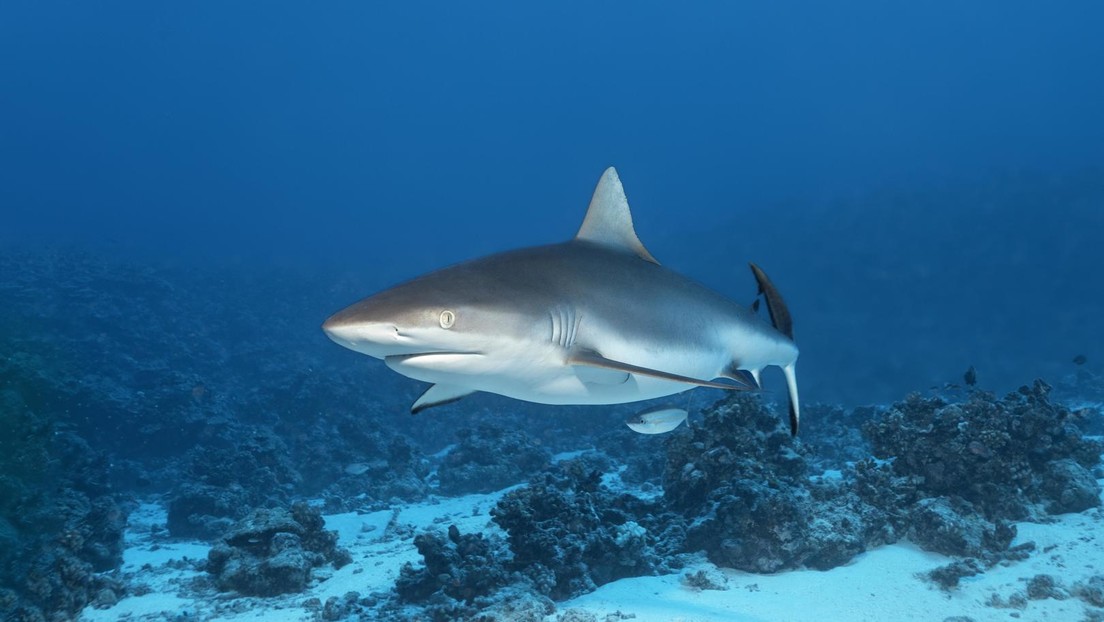 Zahl der Haie und Rochen seit 1970 um über 70 Prozent gesunken