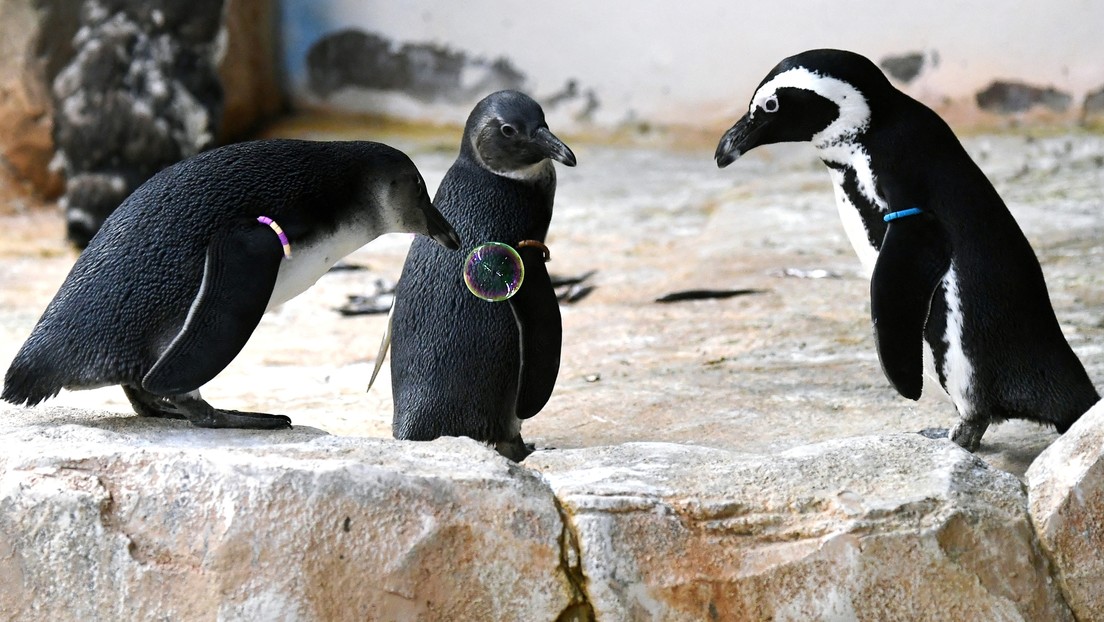 Video: Schaumparty für Pinguine in Moskauer Zoo