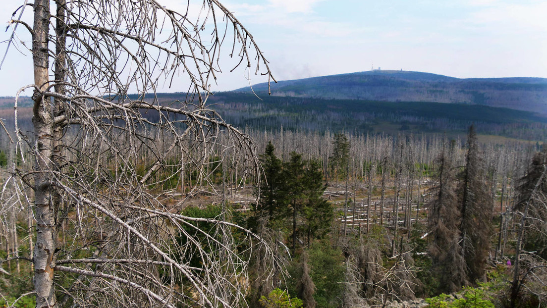 Baum- und Waldsterben in Deutschland – WWF: "Wir trocknen unsere eigene Landschaft systematisch aus"