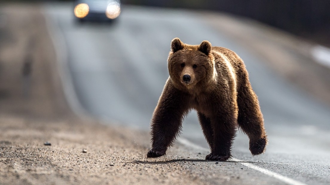 Trotz Vorurteilen kein Alltagstrott in Russland: Bär bummelt durch Stadt und macht Passanten Angst