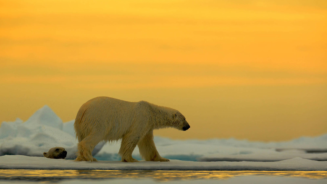 Arktische Gefahren: Eisbär bringt Manöver russischer Atom-U-Boote fast zum Scheitern