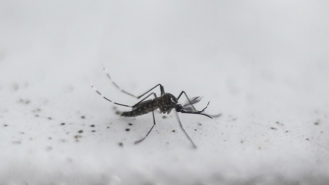 Florida: Von Bill Gates gefördertes Unternehmen will genmanipulierte Mücken aussetzen