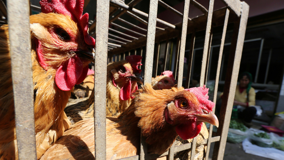 Weltweit erster Patient mit H10N3-Vogelgrippe: China schätzt Ausbreitungsrisiko als sehr gering ein