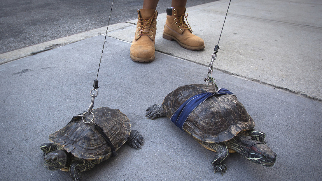 Schildkröten küsst man nicht - Gesundheitswarnung nach Salmonellen-Fällen in den USA
