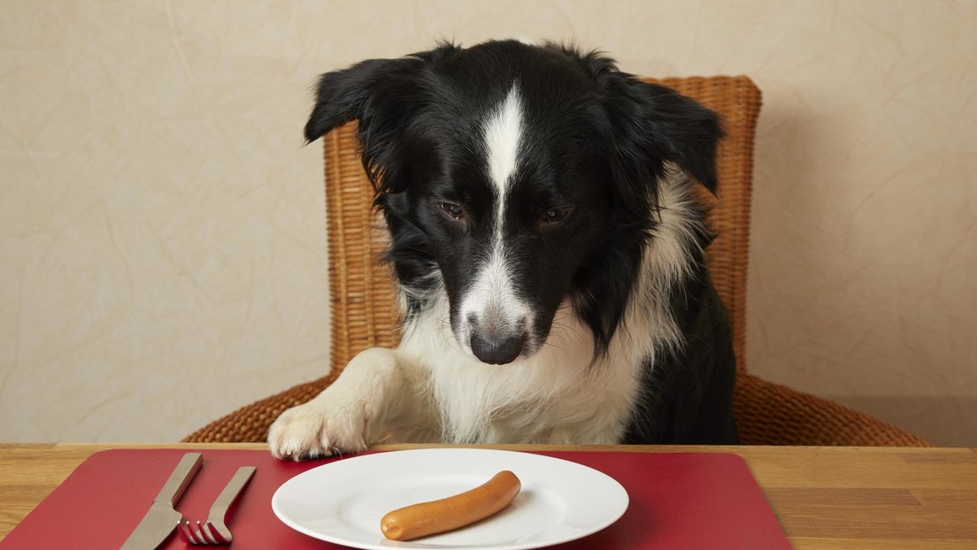 Bello am Drücker – Laut Studie würden Hunde Menschen wohl keine Leckerlis spenden