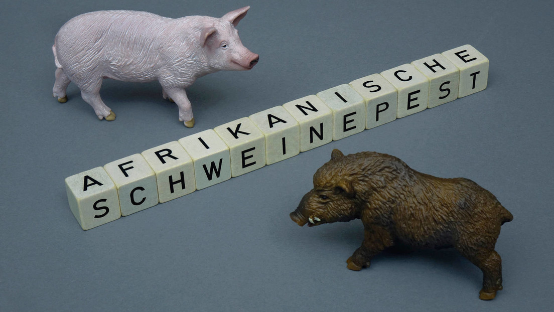 Afrikanische Schweinepest greift auf Hausschweine in Brandenburg über