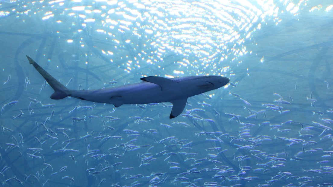 WWF: Haie vom Aussterben bedroht – EU ist "Drehscheibe für globalen Handel mit Haifleisch"