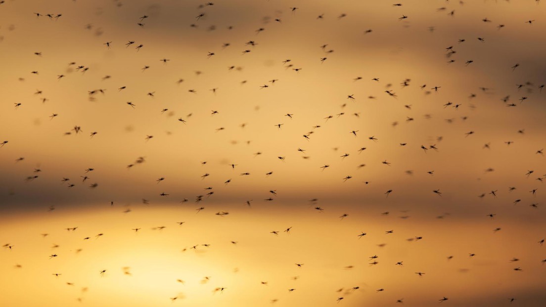 Mücken-"Tornados" versetzen russische Halbinsel Kamtschatka in Schrecken (Video)