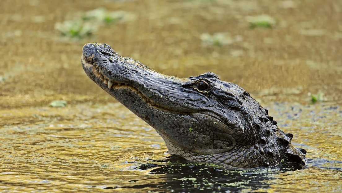 "Ein gewöhnlicher Tag in Florida": Mann benutzt Alligator als Dosenöffner