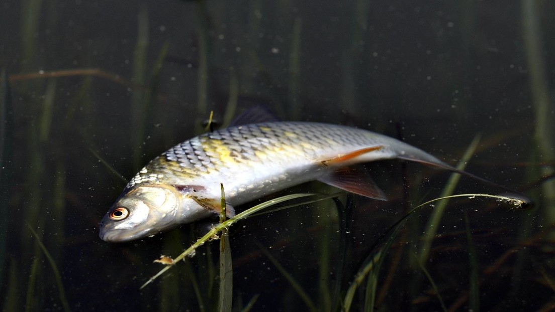 Auch bei der Flut stinkt der Fisch vom Kopf her