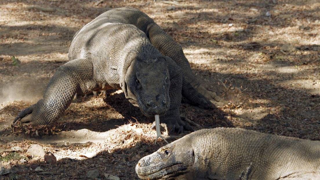 Warane in Gefahr? Indonesisches Projekt "Jurassic Park" trotz UNESCO-Warnungen voll im Gange
