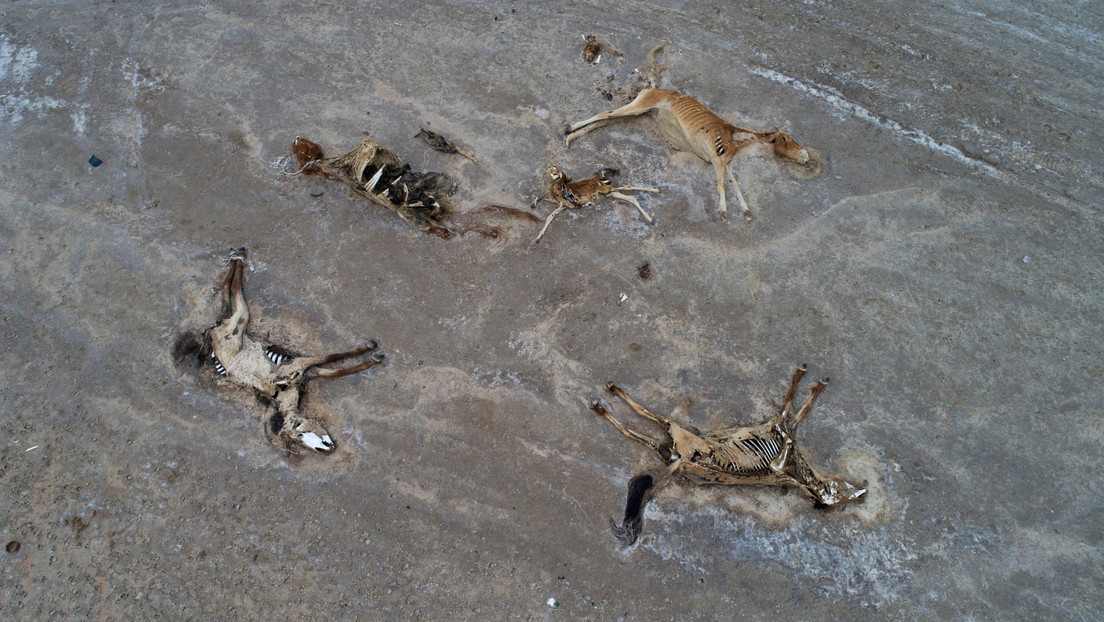 Extreme Dürre und großes Tiersterben in Kasachstan