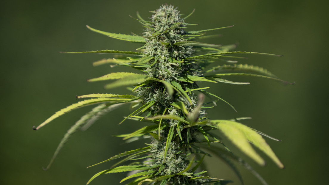 Cannabislegalisierung erwünscht? Das steht in den Wahlprogrammen