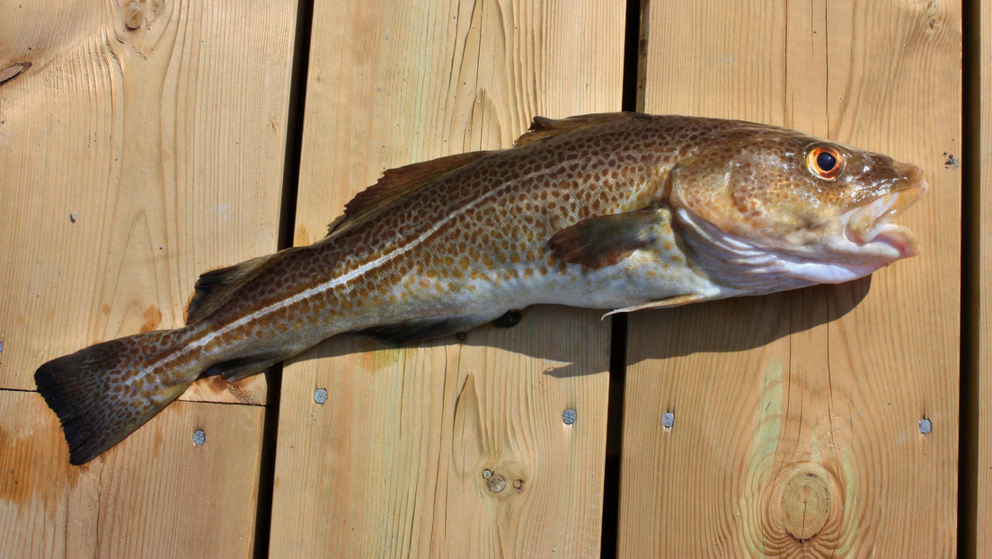 Dorsch-Alarm an der Ostsee – Experten sehen "Brotfisch" vom Aussterben bedroht