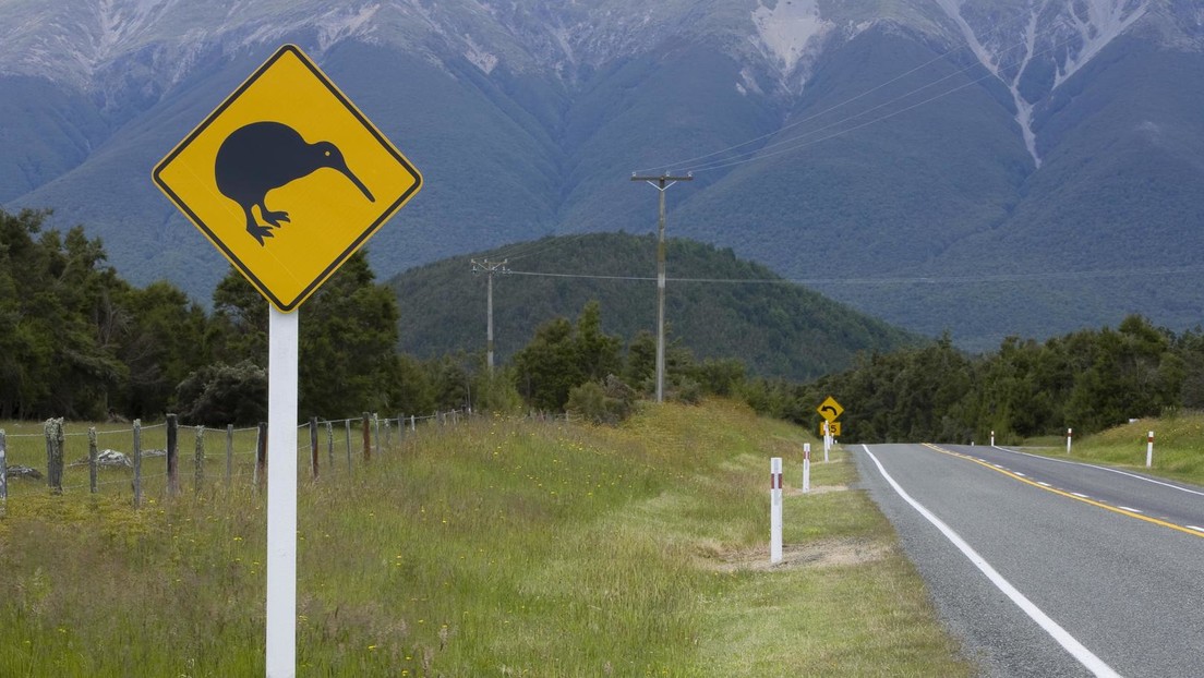 Kiwi-Population in Neuseeland im Aufwind