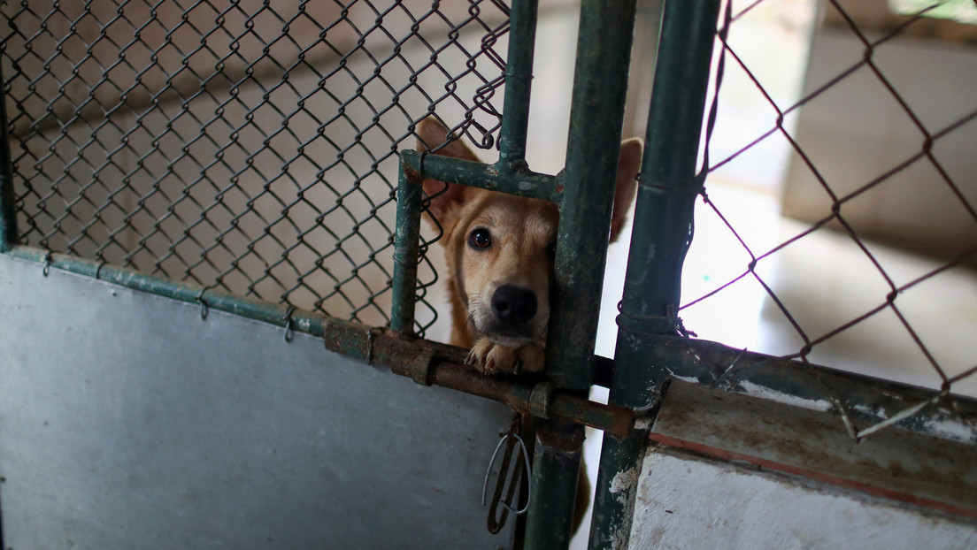 Australien: Freiwillige dürfen Tierheimhunde wegen "Corona-Gefahr" nicht abholen – Tiere erschossen