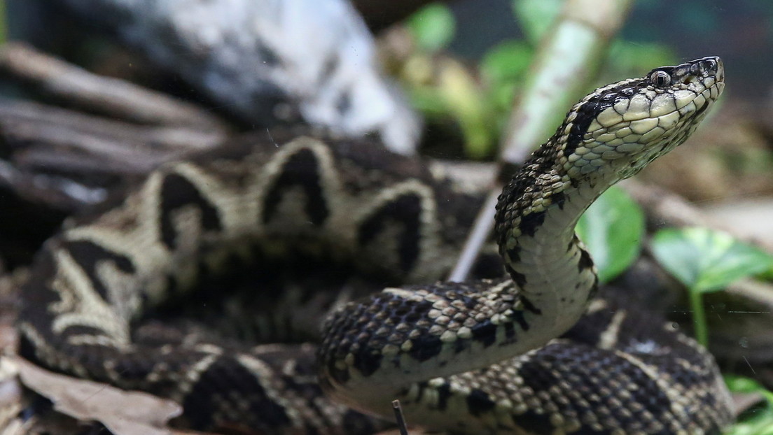 Schlangengift statt BioNTech? Gift südamerikanischer Viper hemmt Coronaviren-Wachstum