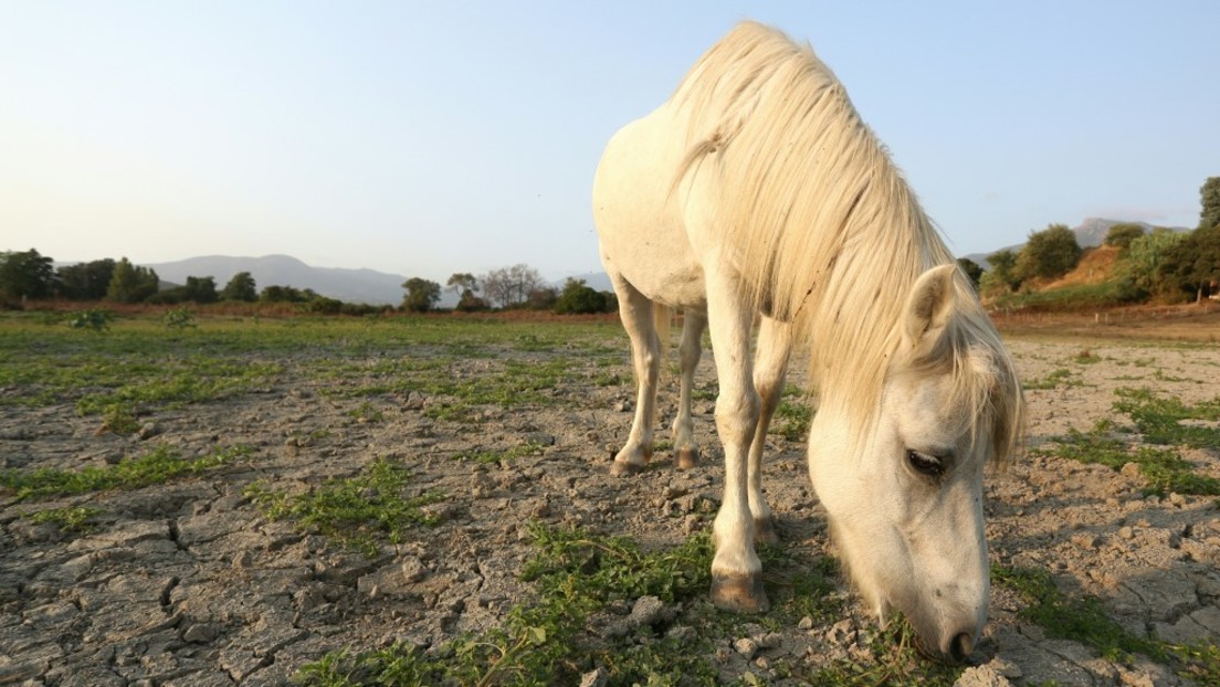 Pferde-Entwurmungsmittel gegen Corona? Australien, Kanada und USA warnen