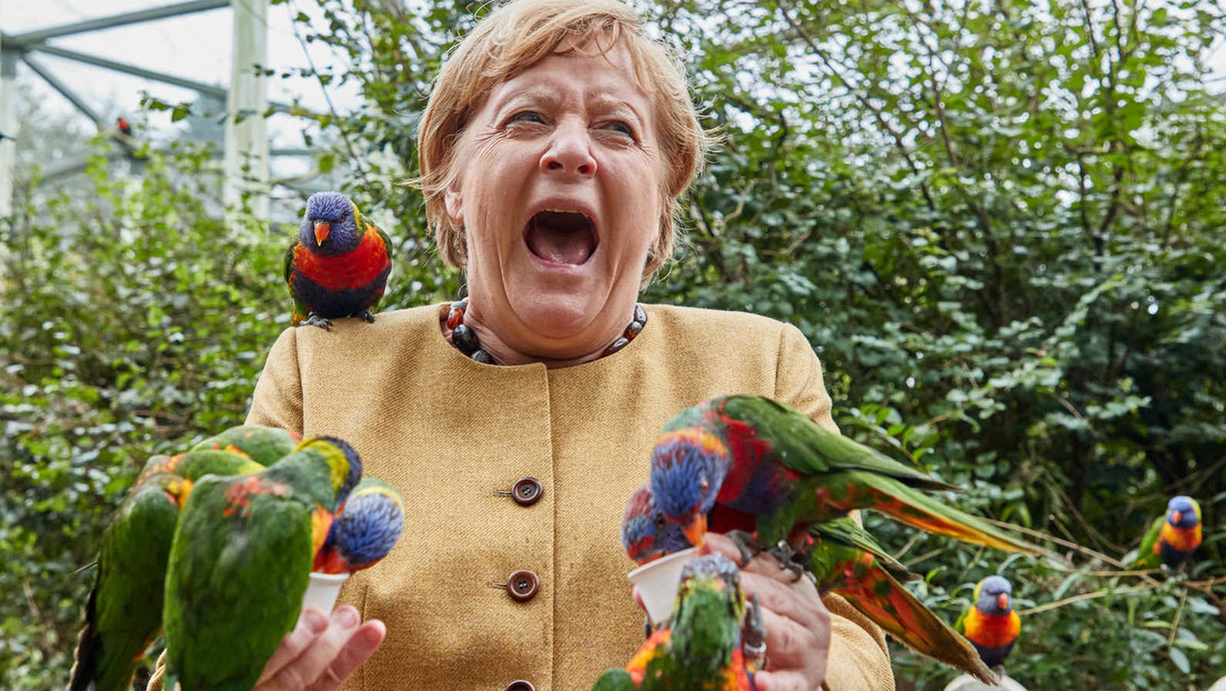 Nach Merkels Vogelschrei: Kreative Mems in den Sozialen Netzwerken