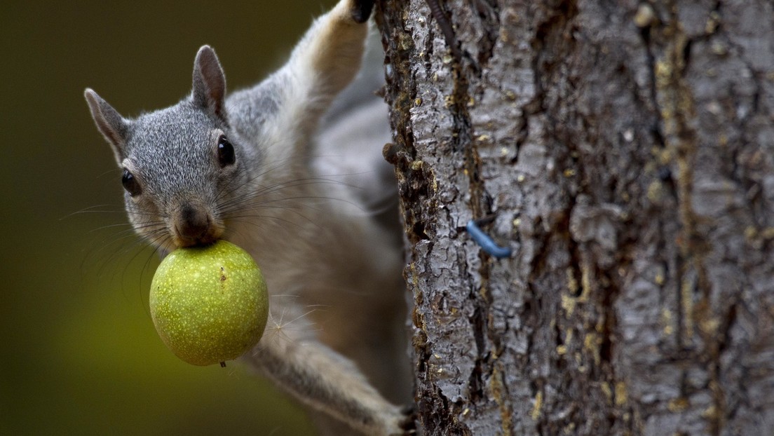 Ärger über Wintervorrat: Eichhörnchen versteckt im Auto 42 Gallonen Walnüsse