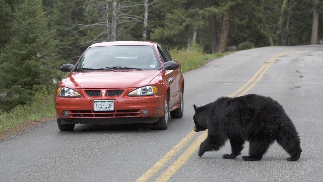 Bären zu nahe getreten: Gericht verurteilt Yellowstone-Besucherin zu vier Tagen Gefängnis