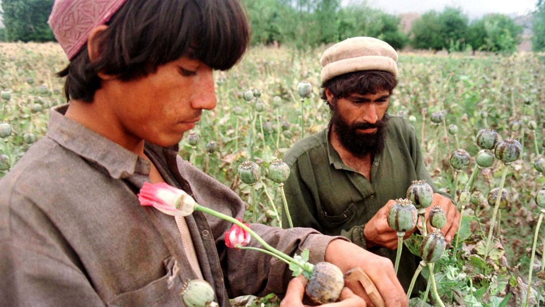 Gerüchte halten sich: CIA hilft beim Opium-Export aus Afghanistan