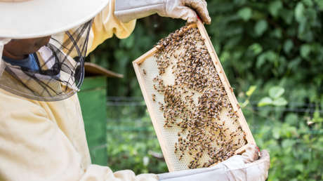 Imkerbund fordert Zuschüsse für bienenschonende Spritztechnik beim Pestizideinsatz
