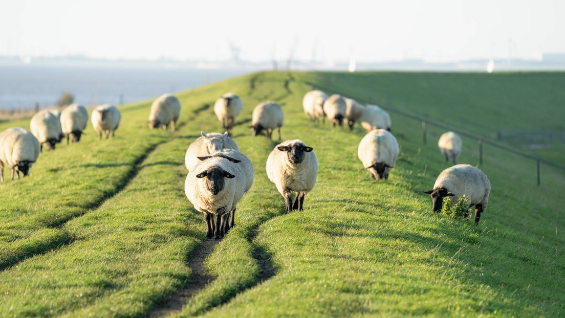 Teamfähig, fleißig und umweltfreundlich: Volkswagenwerk beschäftigt in den USA 50 Schafe