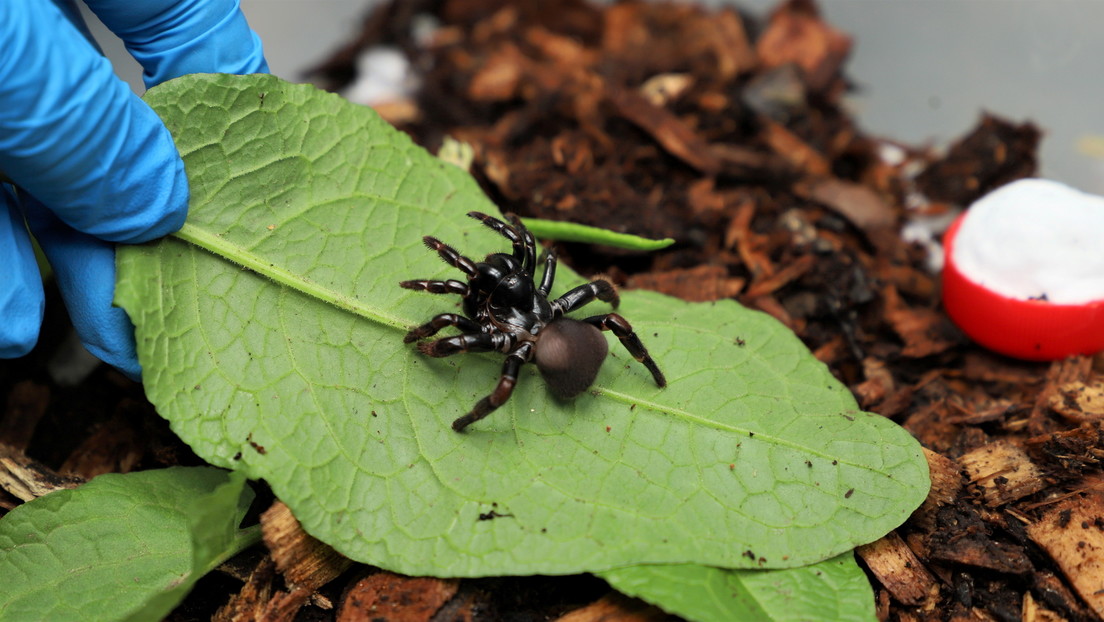 Über 300 Spinnen und Käfer im Gepäck – Kolumbiens Zoll stoppt zwei Deutsche am Flughafen Bogotá