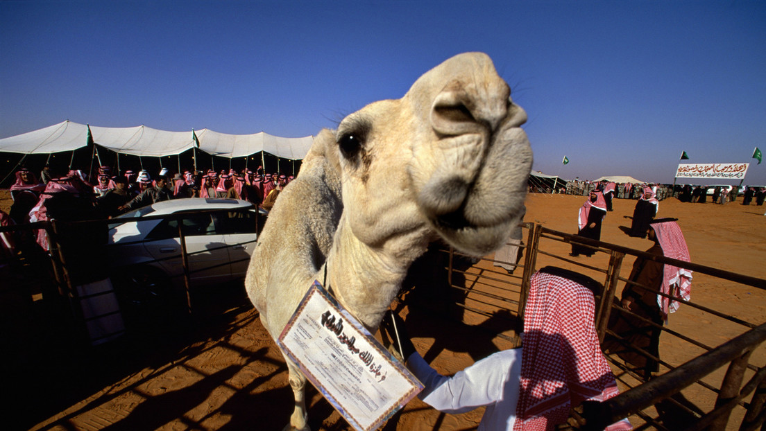 Rund 40 Kamele wegen Botox von Schönheitswettbewerb in Saudi-Arabien disqualifiziert