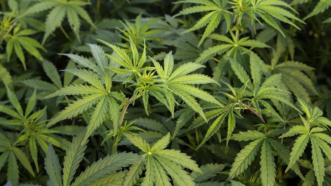 Erstes EU-Land legalisiert Cannabis für Eigenbedarf