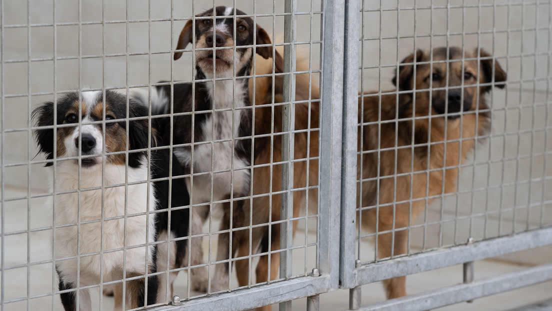 Folge von Lockdown und Corona-Maßnahmen: Lage in deutschen Tierheimen spitzt sich zu