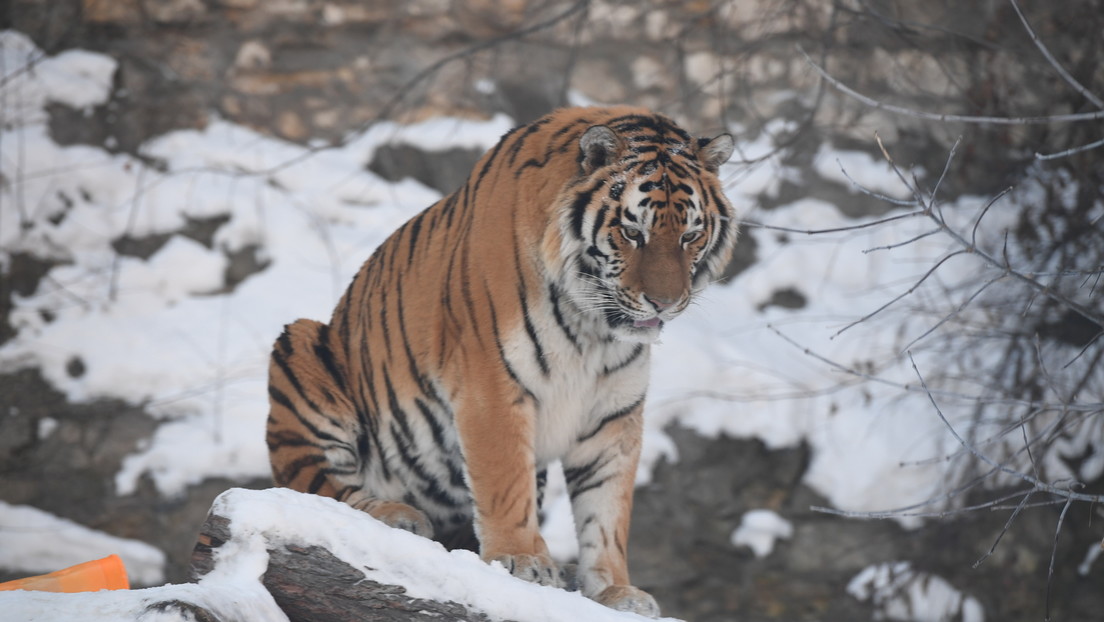 Jahr des Tigers: Er läuft auf Samtpfoten – und hat einen tödlichen Biss