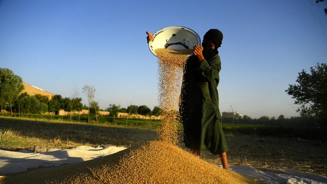 Afghanische Staatsbedienstete werden mit Weizen bezahlt