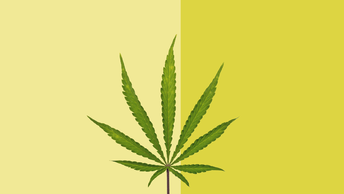 US-Studie: Cannabis kann vor Corona-Infektion schützen