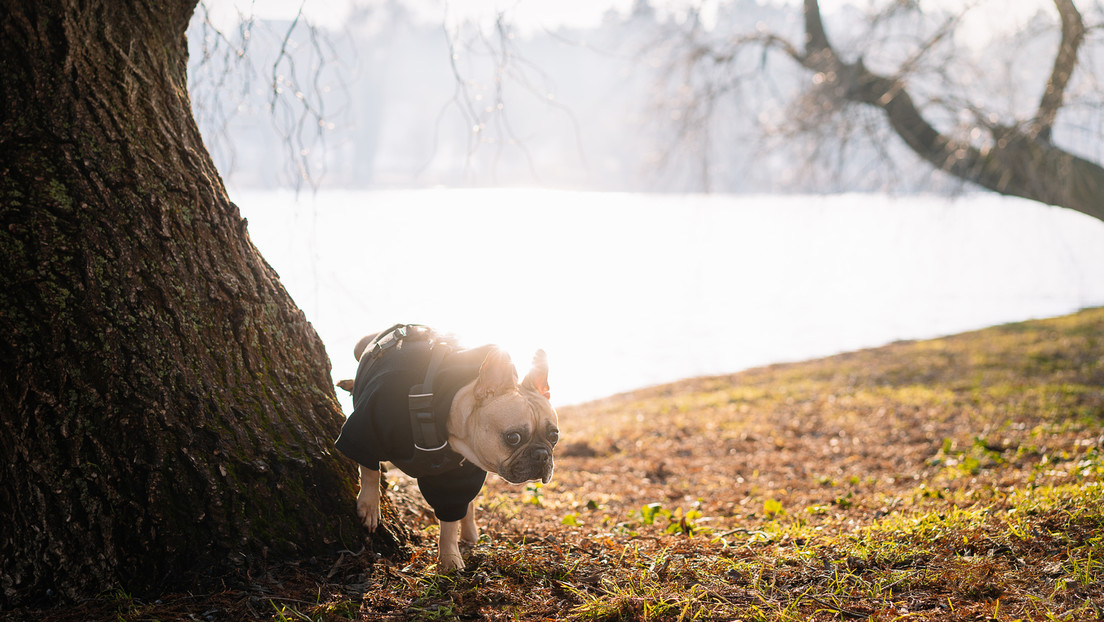 Studie: Hunde schaden mit ihren Fäkalien den Pflanzen und der Biodiversität