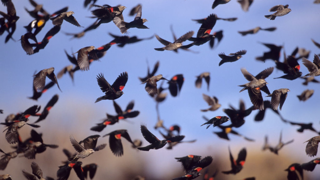 Seltsames Naturereignis: Hunderte Vögel fallen in Mexiko vom Himmel