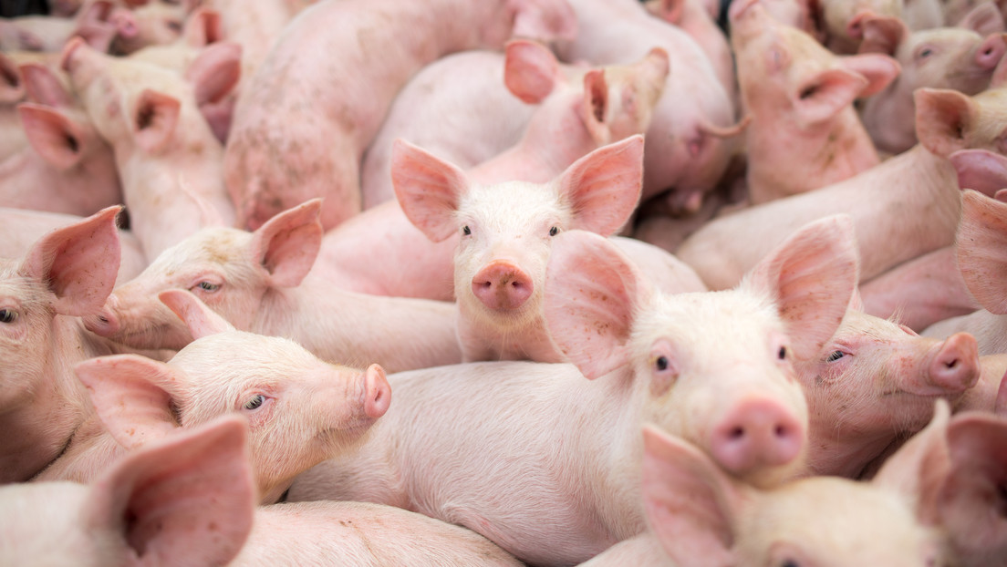 US-Milliardär will McDonald's-Schweinen zu bequemer Reise zum Schlachthof verhelfen
