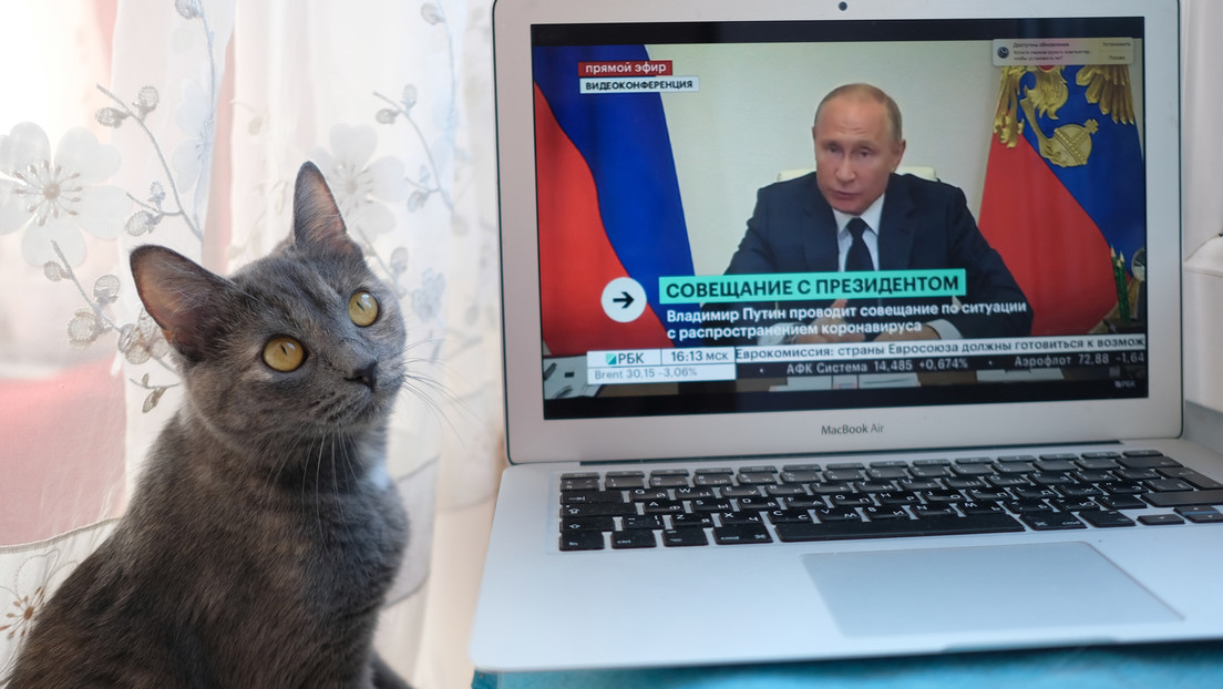 Jetzt auch russische Katzen mit Sanktionen belegt: Keine Teilnahme an internationalen Zuchtschauen