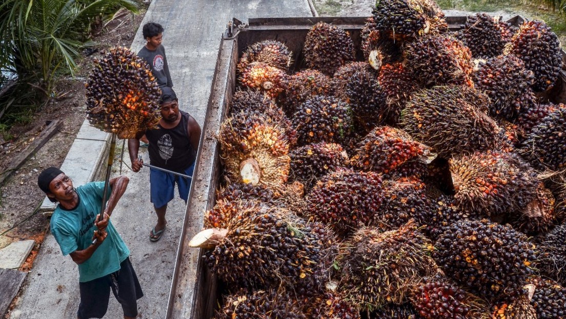 Indonesien will kein Palmöl mehr exportieren – Konsequenzen für weltweite Speiseöl-Preise