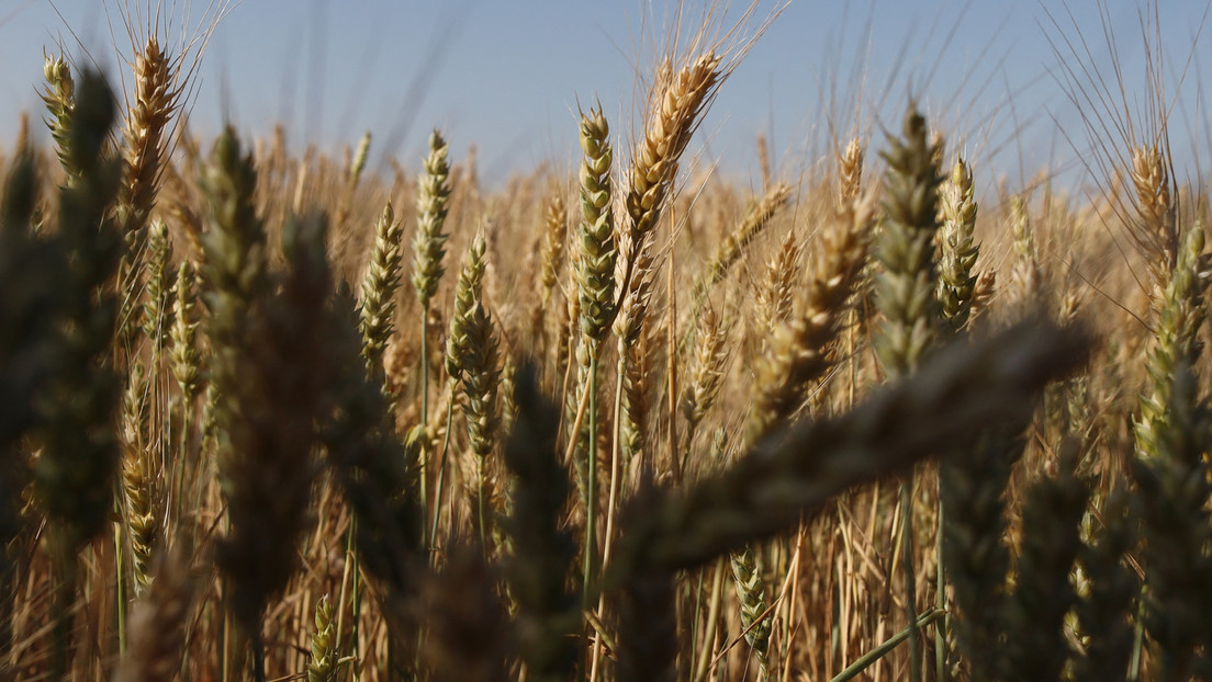 Russland: Getreideexporte nur an "befreundete" Länder und Bezahlung in Rubel